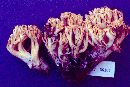 Ramaria rasilispora image