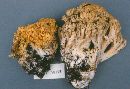 Ramaria rubricarnata image