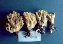 Ramaria formosa image