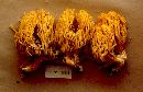 Ramaria flavigelatinosa image