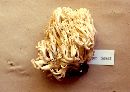 Ramaria acrisiccescens image