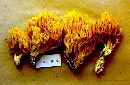 Ramaria flavigelatinosa image