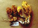 Ramaria conjunctipes image