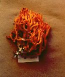 Ramaria stuntzii image