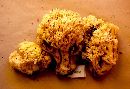 Ramaria vinosimaculans image