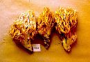 Ramaria botrytis image