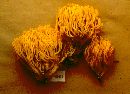 Ramaria flavigelatinosa image