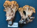 Ramaria rasilispora image