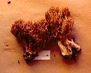 Ramaria versatilis image