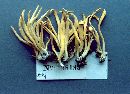 Clavaria argillacea image