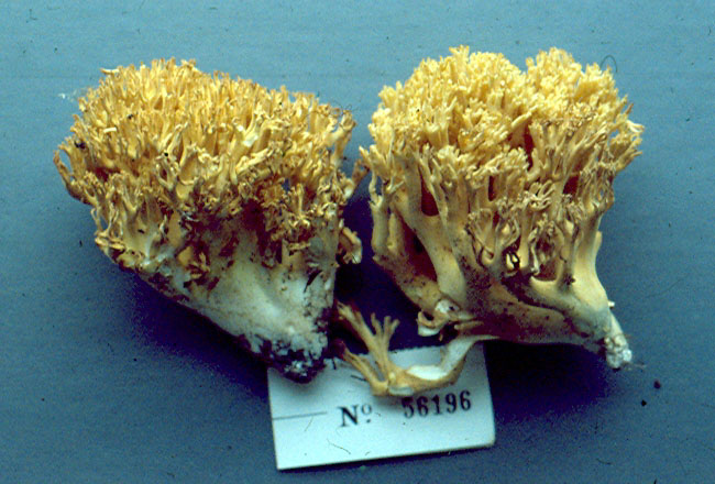 Ramaria divaricata image