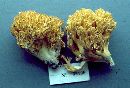 Ramaria divaricata image