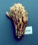 Ramaria spinulosa image