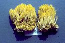 Ramaria flavosaponaria image