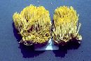 Ramaria flavosaponaria image