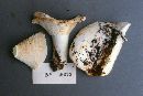 Lactarius vellereus image