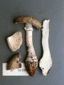 Amanita farinosa image