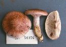 Hygrophorus russula image