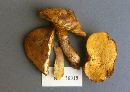 Suillus luteus image