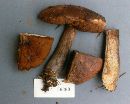 Tylopilus rubrobrunneus image