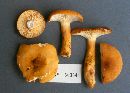 Lactarius volemus image