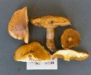 Suillus luteus image