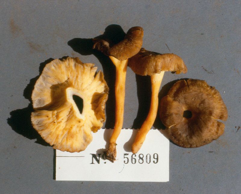 Craterellus lutescens image