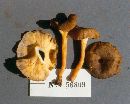 Image of Cantharellus lutescens