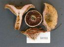 Lactarius subpurpureus image