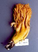 Ramaria distinctissima image