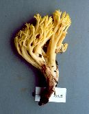 Ramaria rubri-attenuipes image