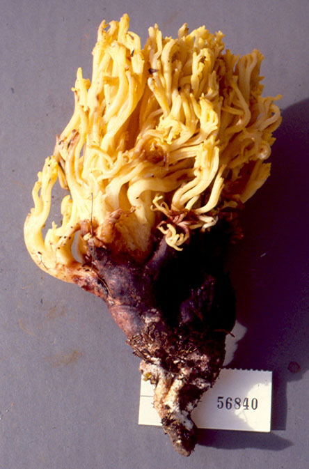 Ramaria rubri-attenuipes image