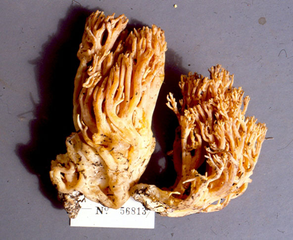 Ramaria ephemeroderma image