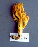 Ramaria distinctissima image