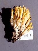 Ramaria sinoconjunctipes image