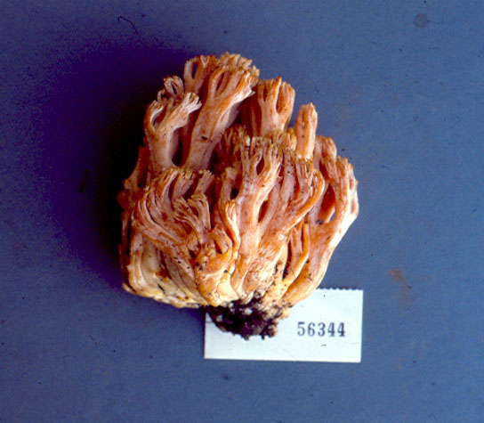 Ramaria ephemeroderma image