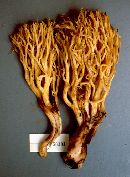 Ramaria rubri-attenuipes image