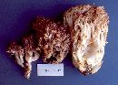 Ramaria hemirubella image