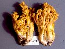 Ramaria distinctissima image