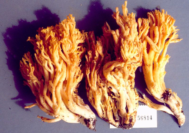 Ramaria linearis image