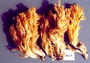 Ramaria linearis image