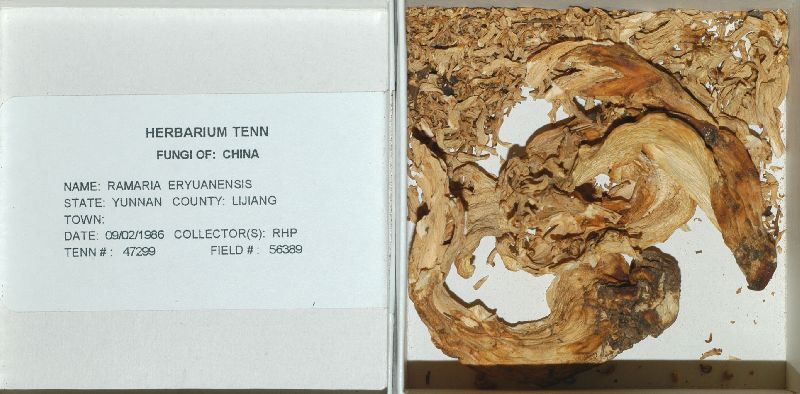 Ramaria eryuanensis image