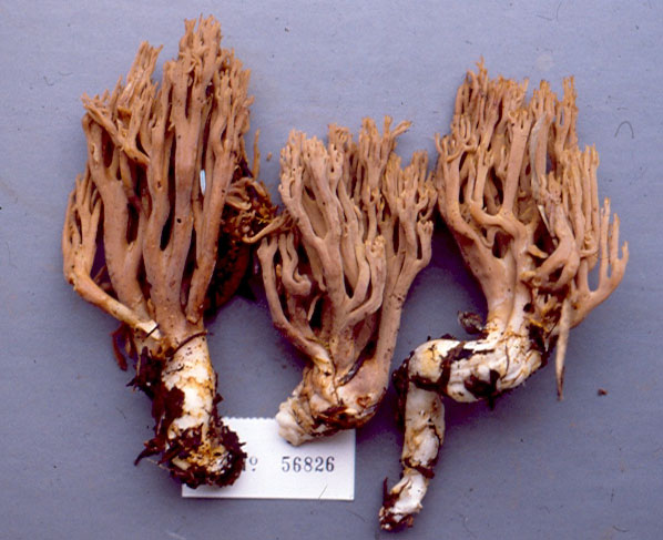 Ramaria asiatica image