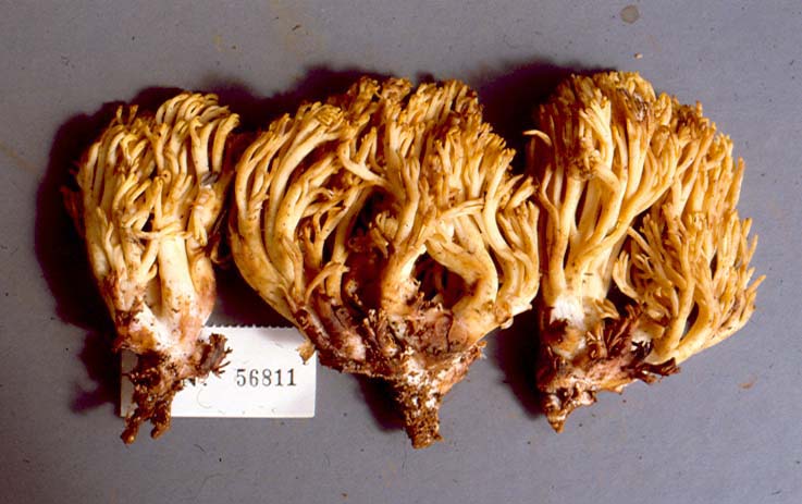 Ramaria sanguinipes image