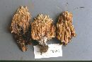 Ramaria apiculata image