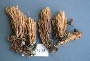 Ramaria apiculata image