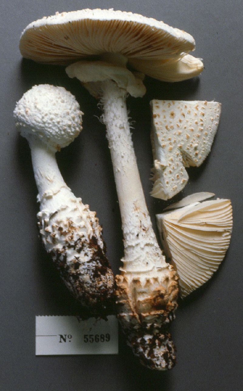 Amanita cokeri image