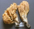 Ramaria canescens image