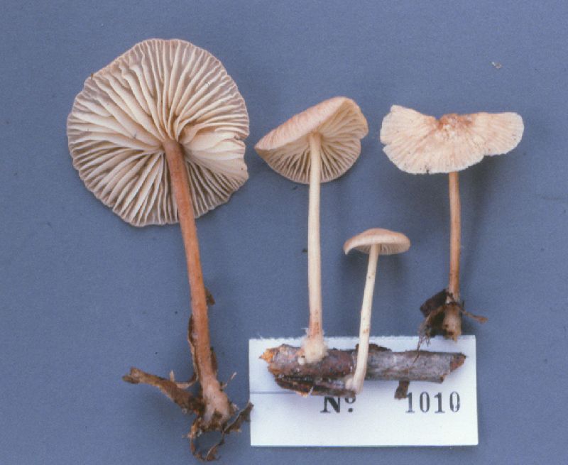 Collybia incrustata image