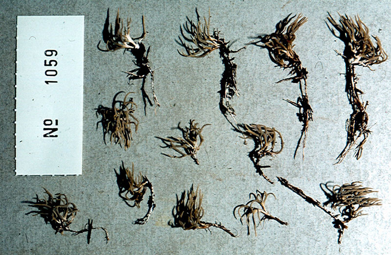 Xeromphalina cirris image